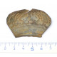 stamped Imperial crown from shako